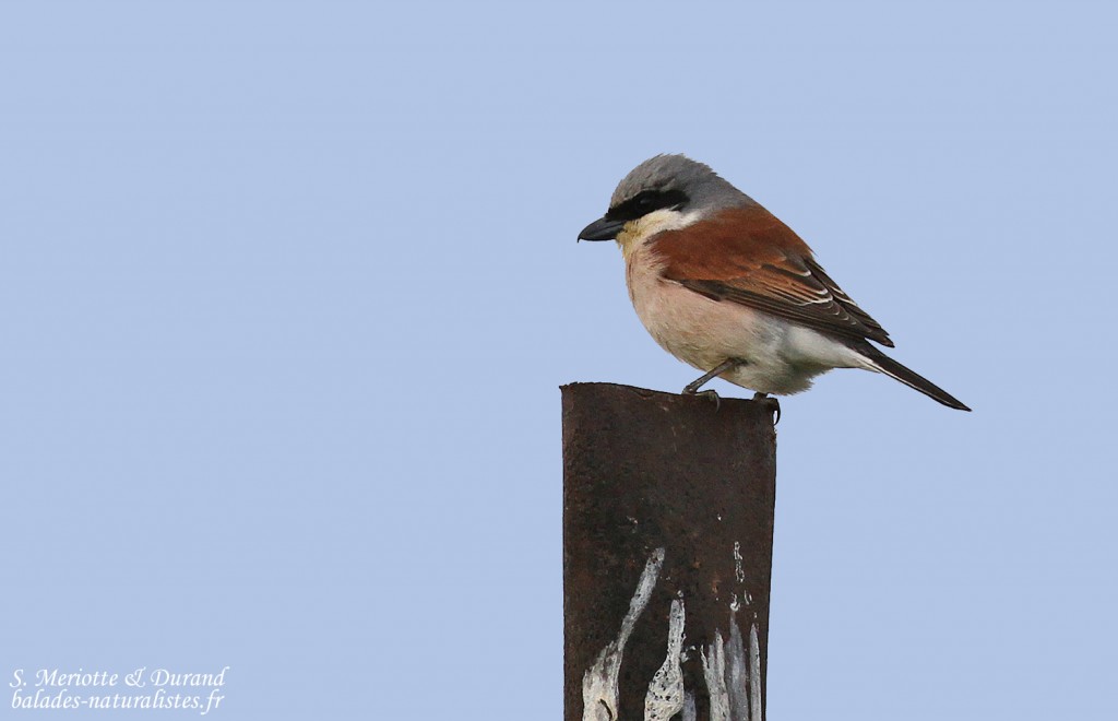 Pie-grièche écorcheur, Plateau de Valensole, mai 2016