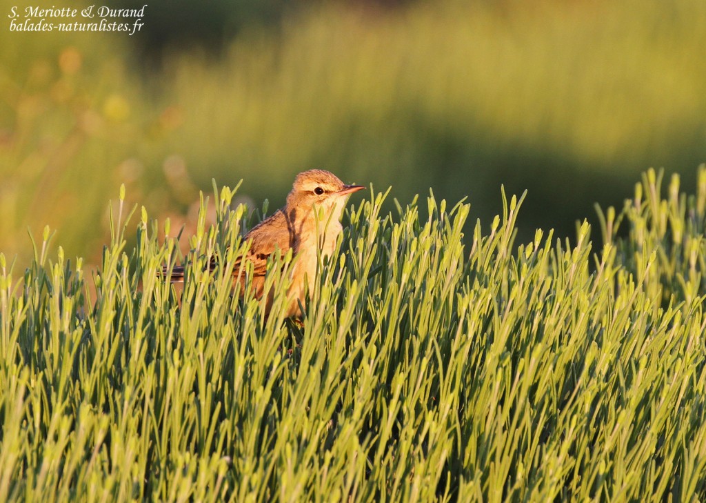 Pipit rousseline, Plateau de Valensole, mai 2016