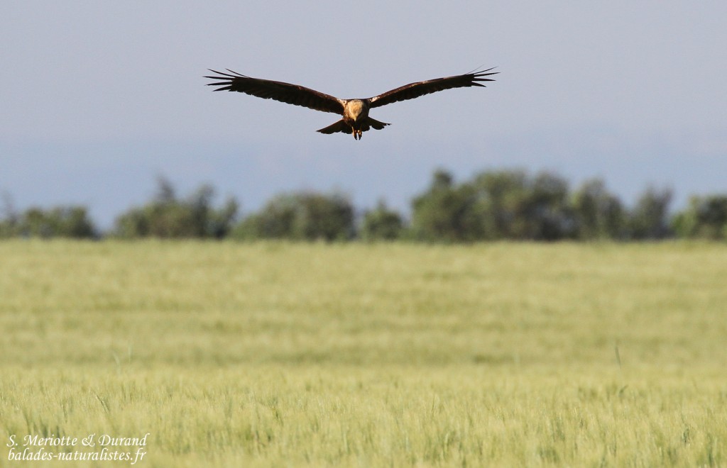 Busard des roseaux, Plateau de Valensole, mai 2016