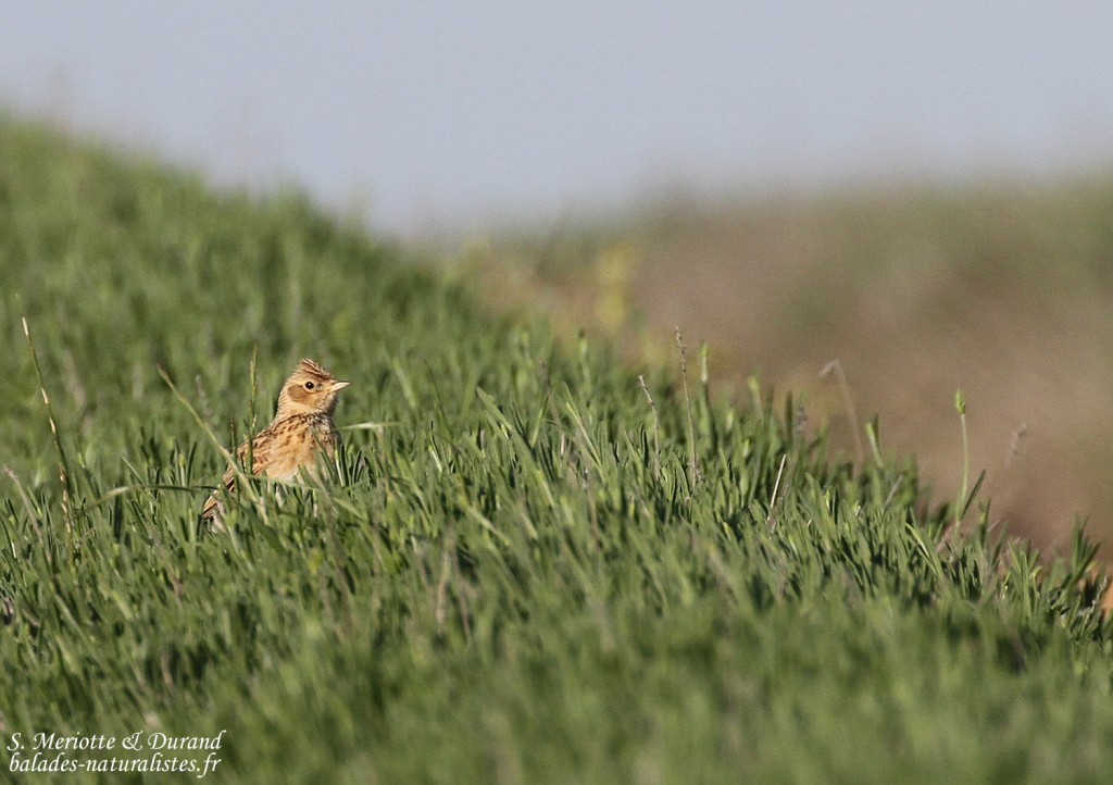 Alouette des champs, Plateau de Valensole, mai 2016