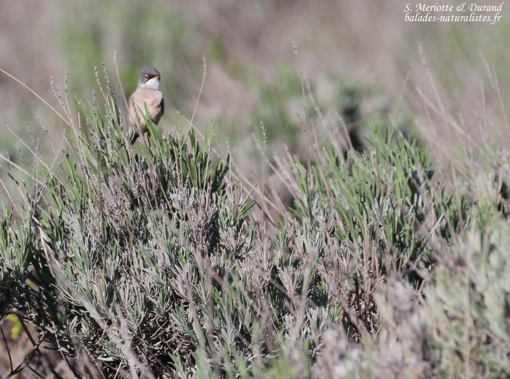 Fauvette à lunettes, Plateau de Valensole, mai 2016