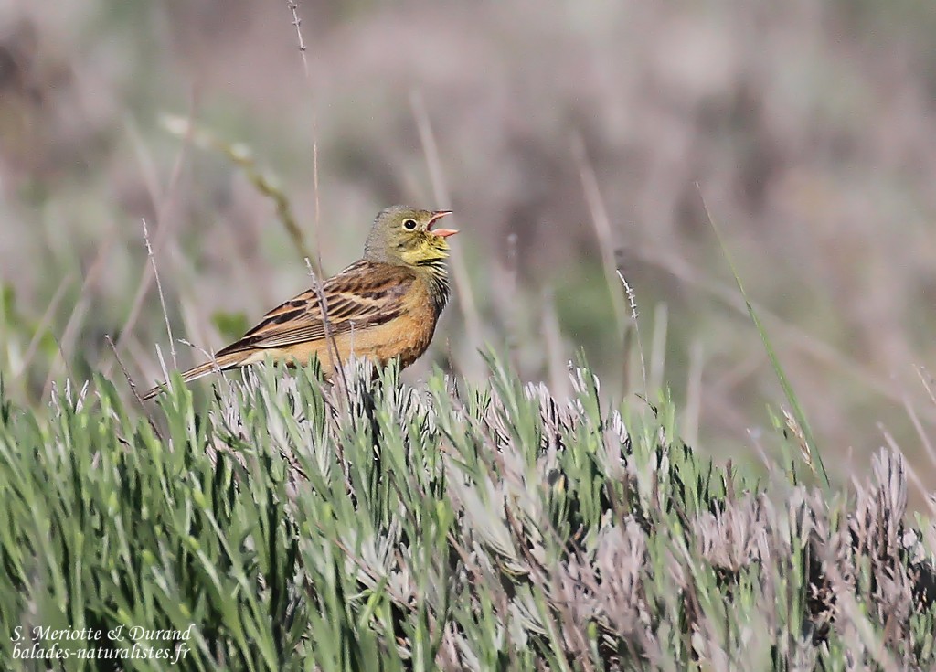 Bruant ortolan, Plateau de Valensole, mai 2016