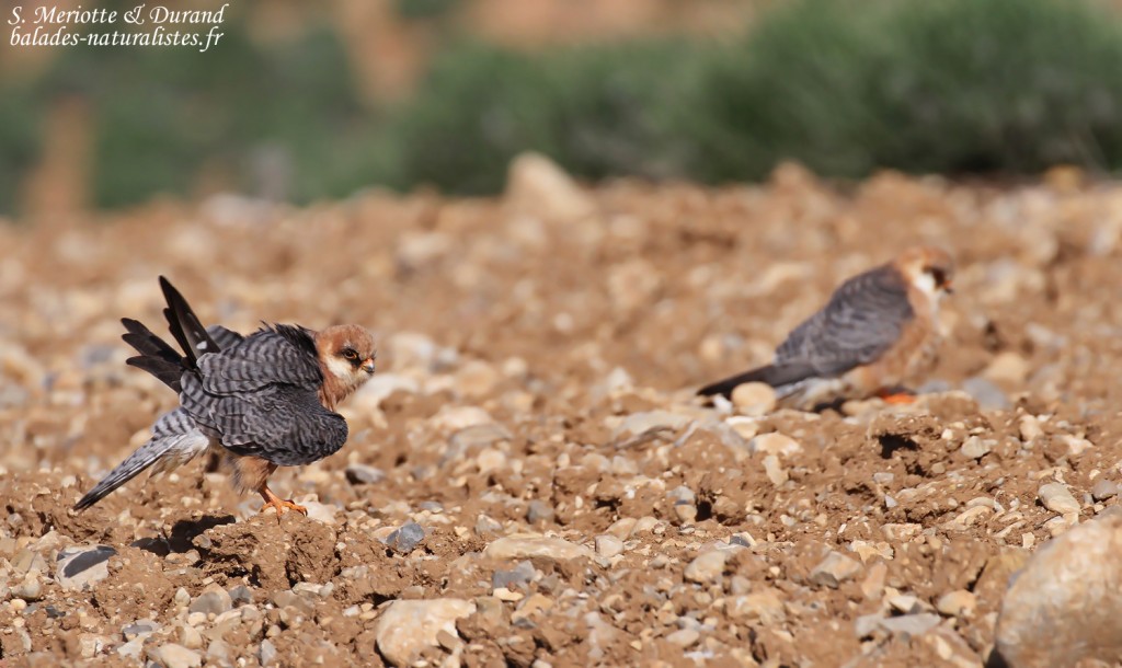 Faucon kobez, Plateau de Valensole, mai 2016
