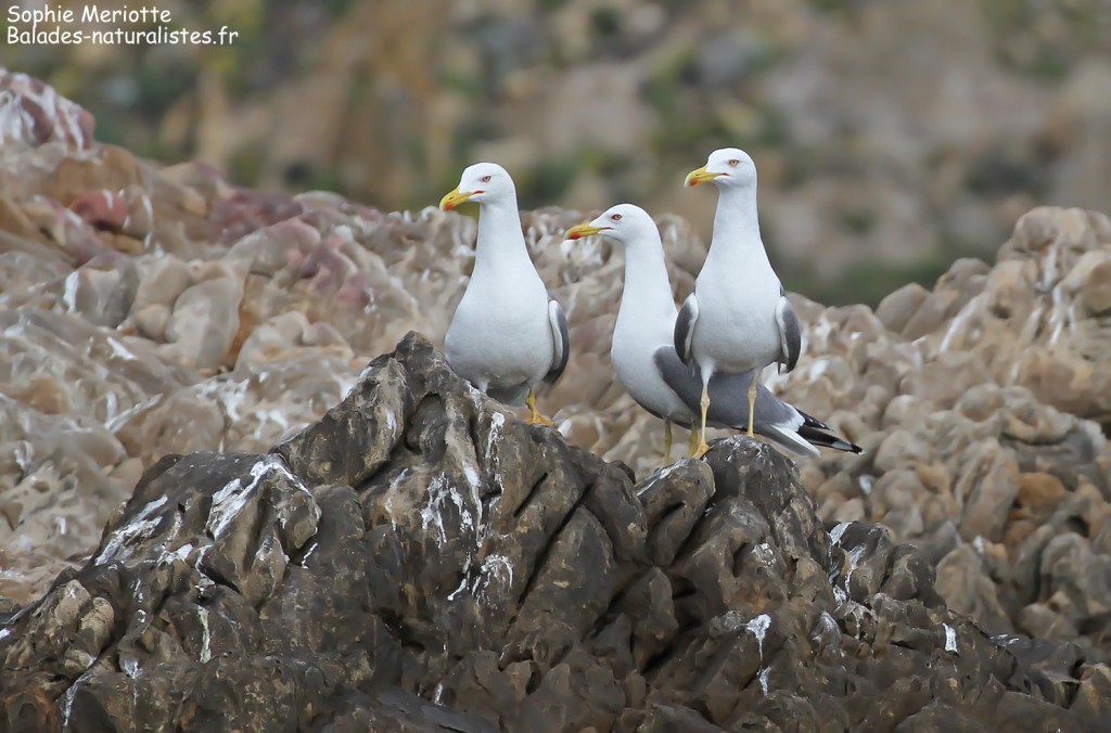 Goélands leucophées, île de Bagaud