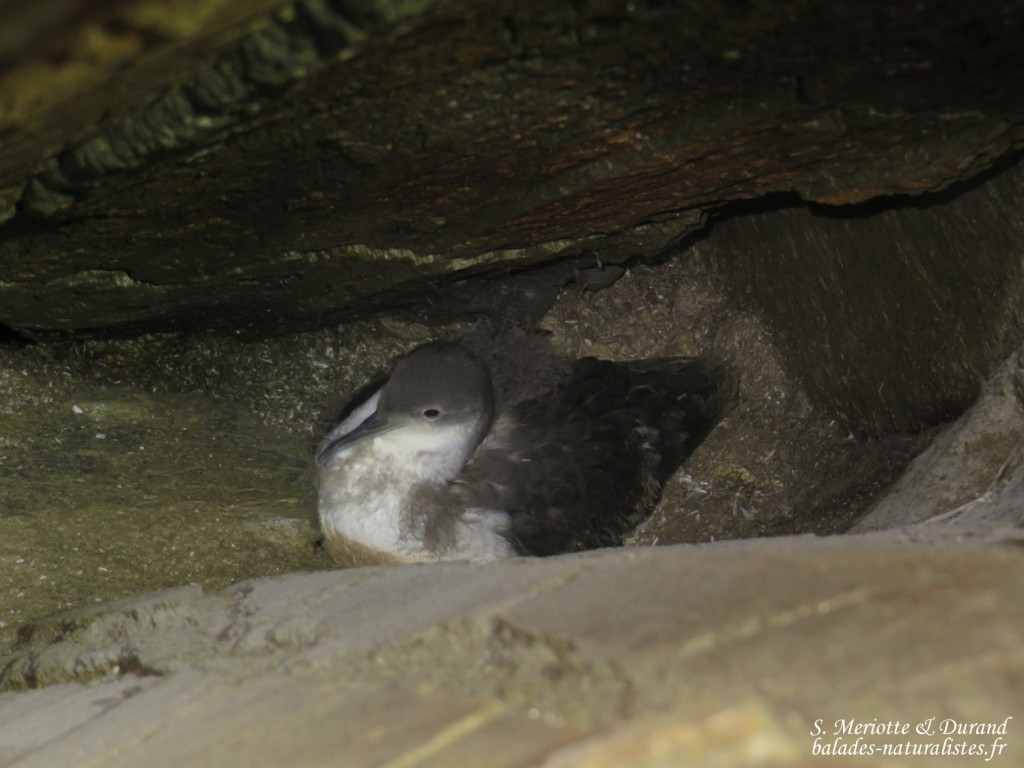 Puffin yelkouan (Parc National de POrt-Cros)
