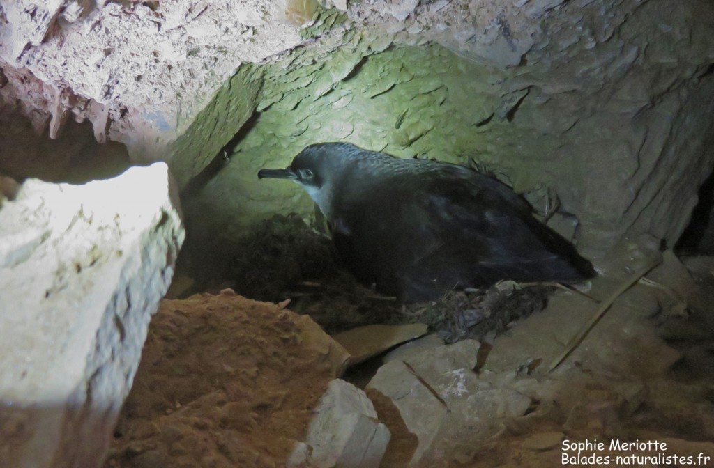 Puffin yelkouan nichant sur l'île de Bagaud
