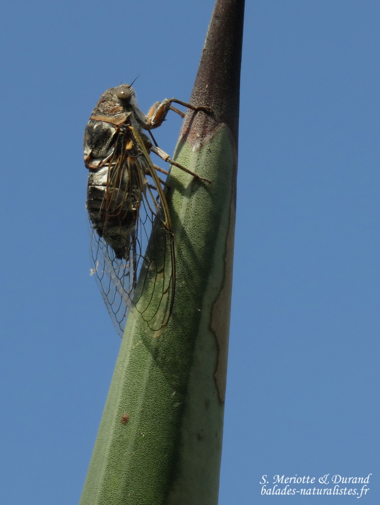 Cigale Lyristes plebejus (Parc National de POrt-Cros)
