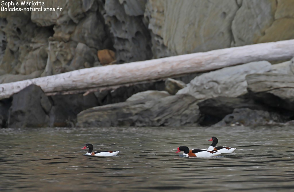 Tadornes de Belon sur Bagaud