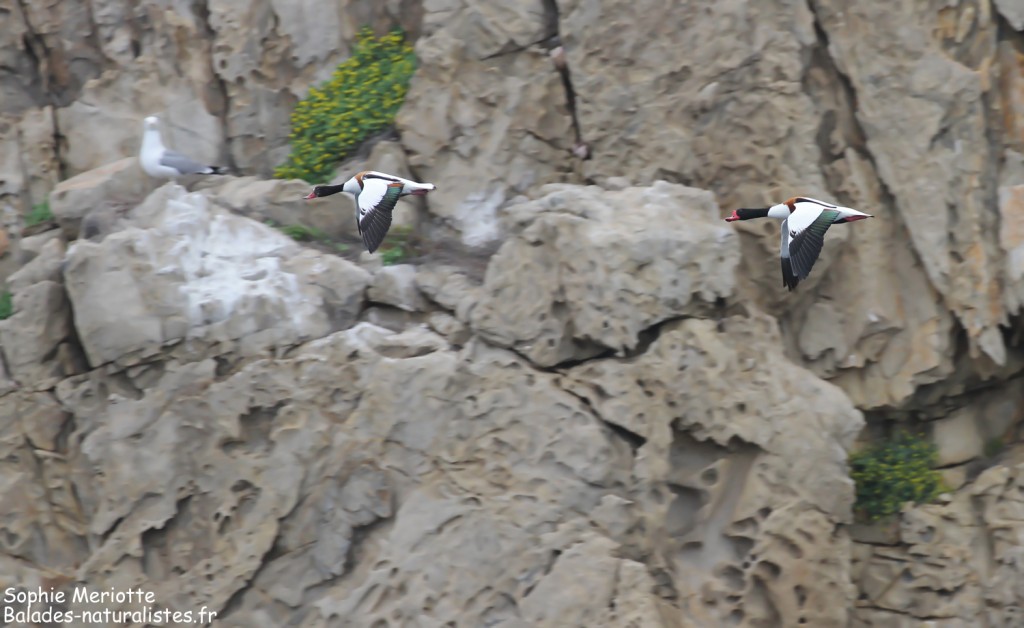 Tadornes de Belon sur Bagaud