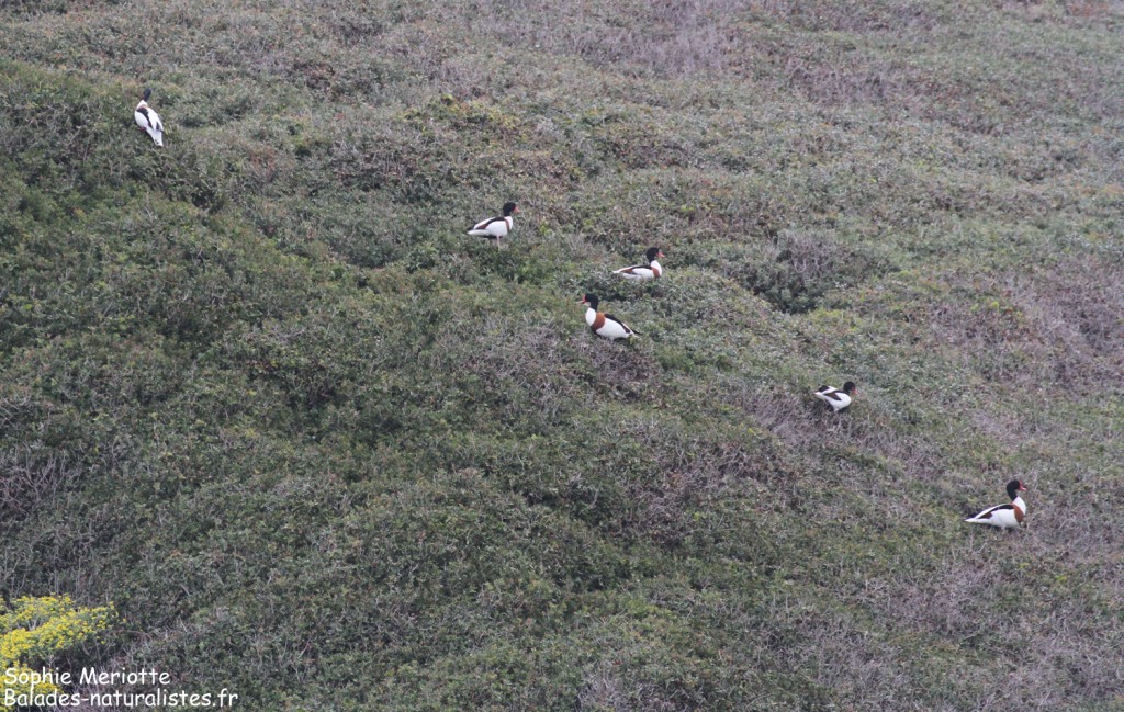 Tadornes de Belon sur Bagaud