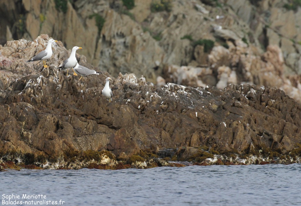 Goélands leucophées, île de Bagaud
