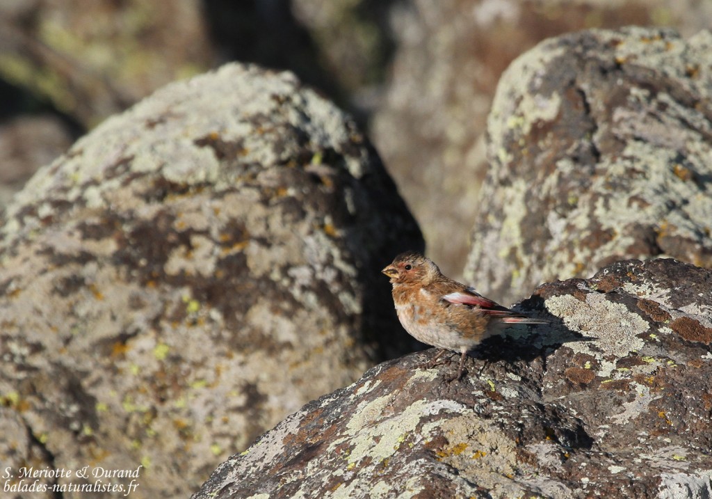Roselin à ailes roses (Arménie)