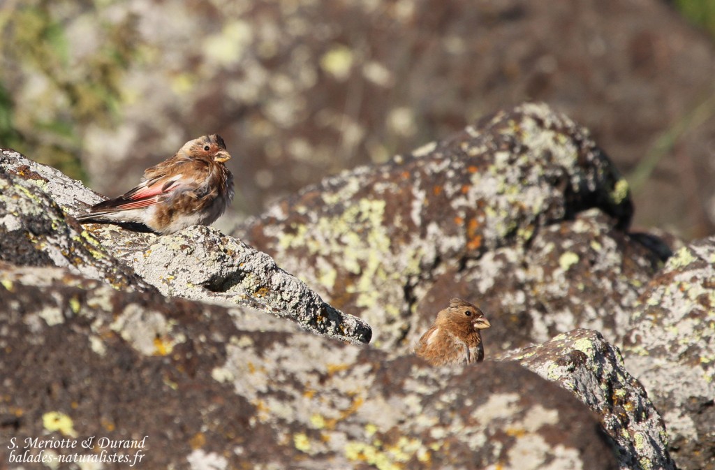 Roselin à ailes roses (Arménie)