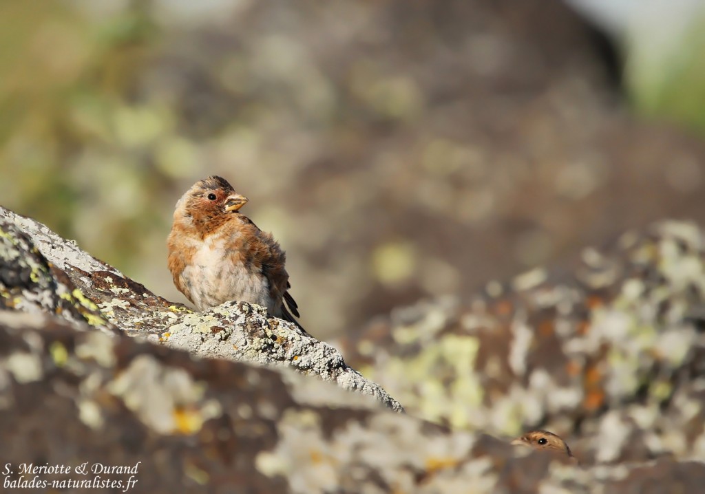Roselin à ailes roses (Arménie)