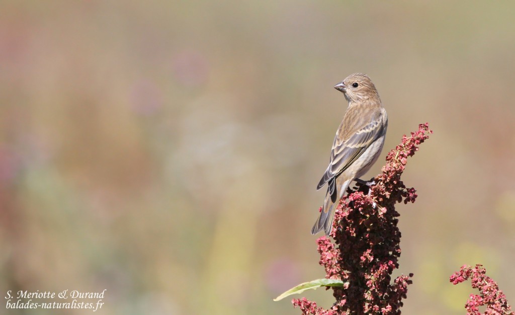 Roselin cramoisi, jeune (Arménie)