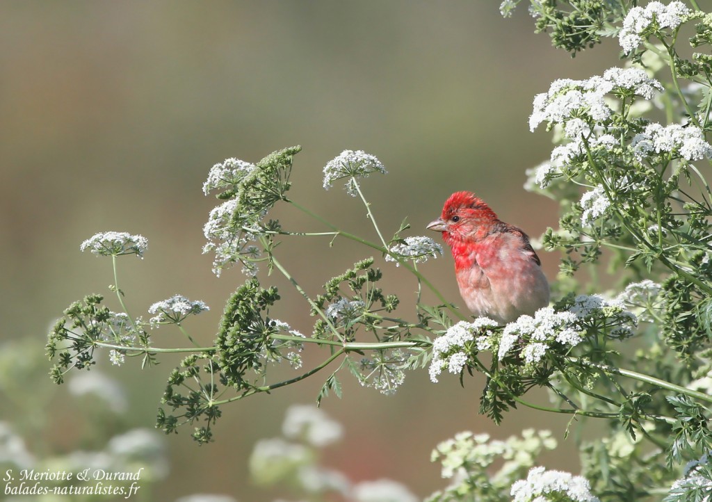 Roselin cramoisi (Arménie)