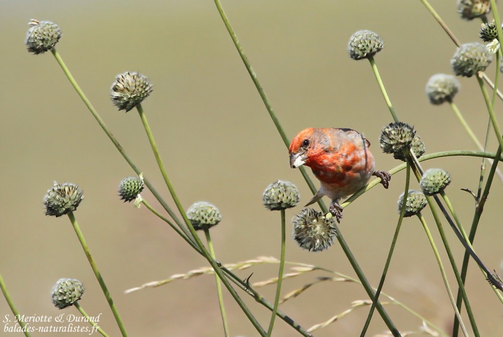 Roselin cramoisi (Arménie)