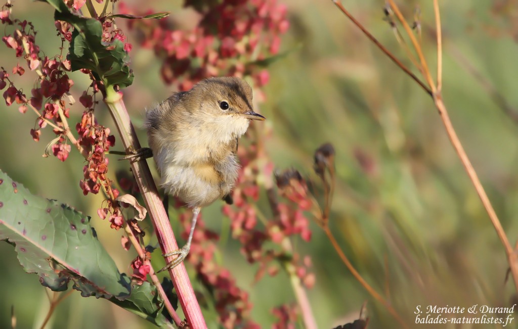 Rousserolle effarvatte (Arménie