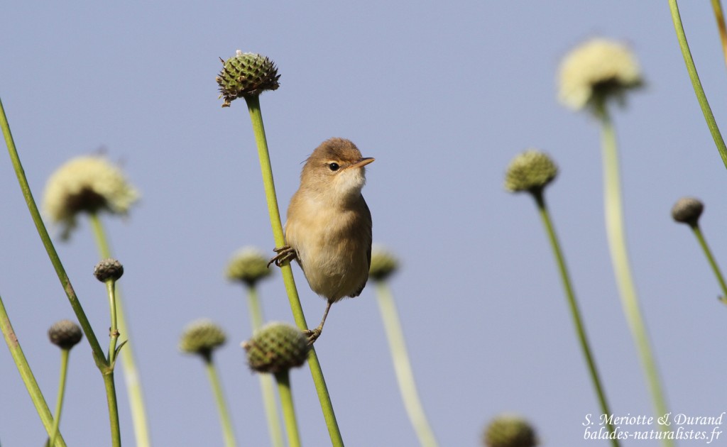 Rousserolle effarvatte (Arménie