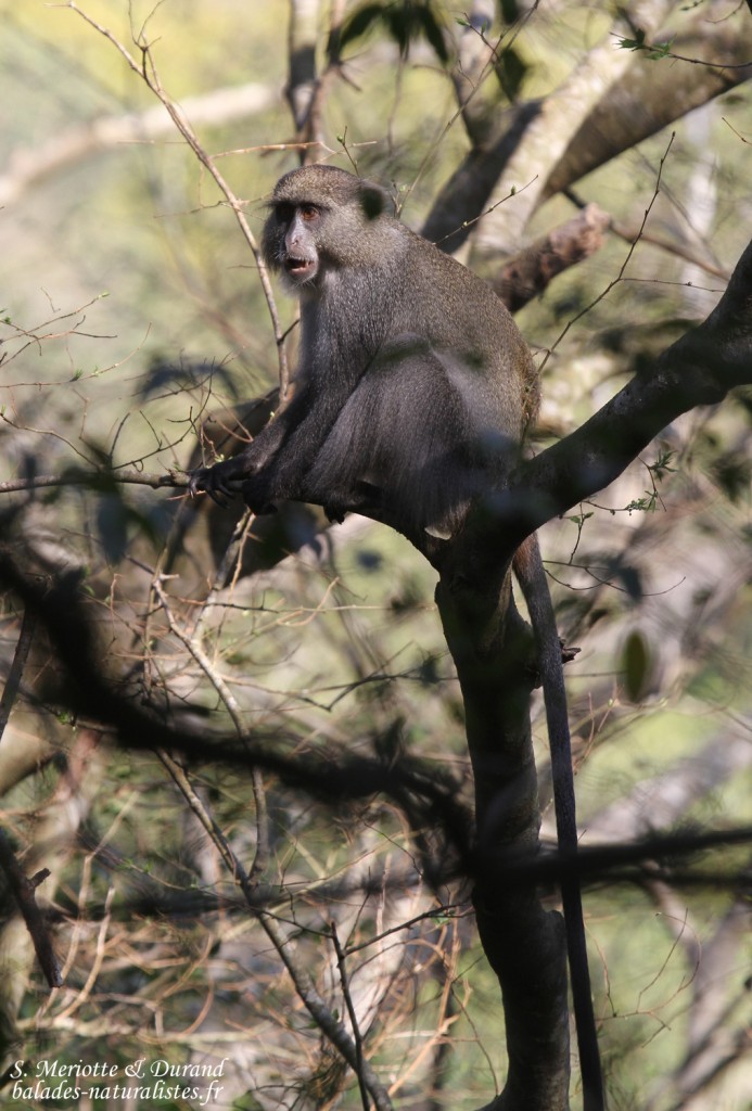 Cercopithèque diadème (Sainte-Lucie)