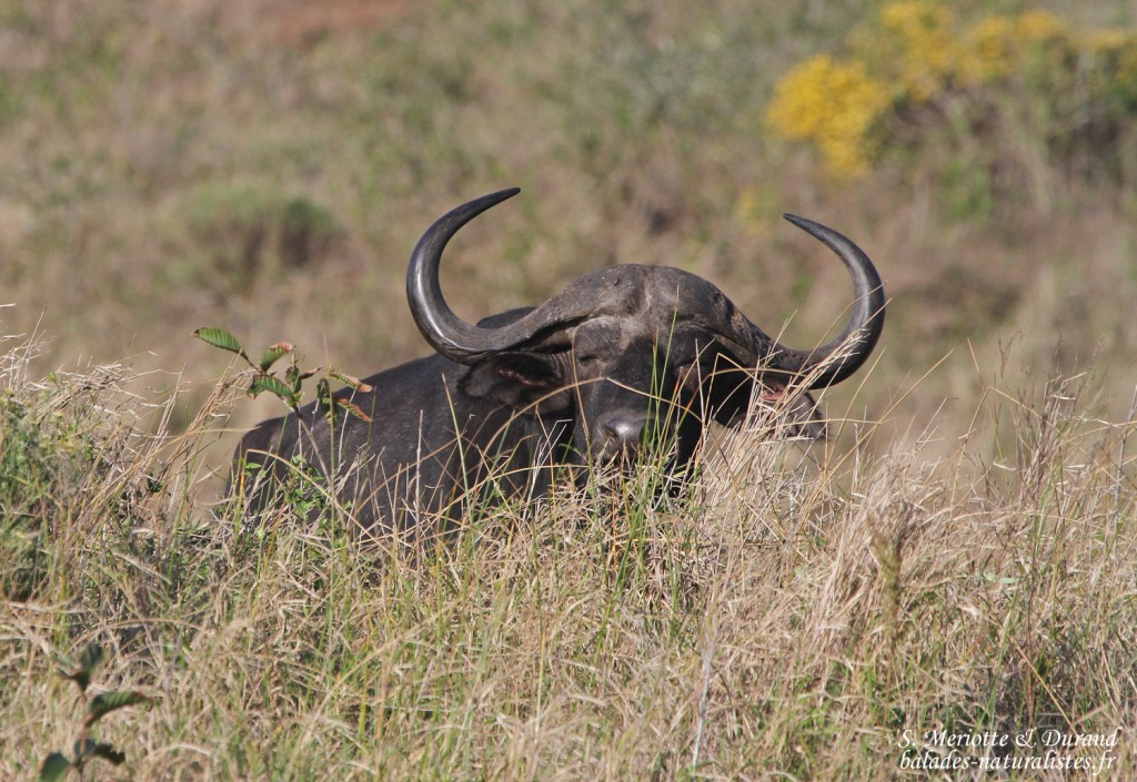 Buffle (Sainte-Lucie)