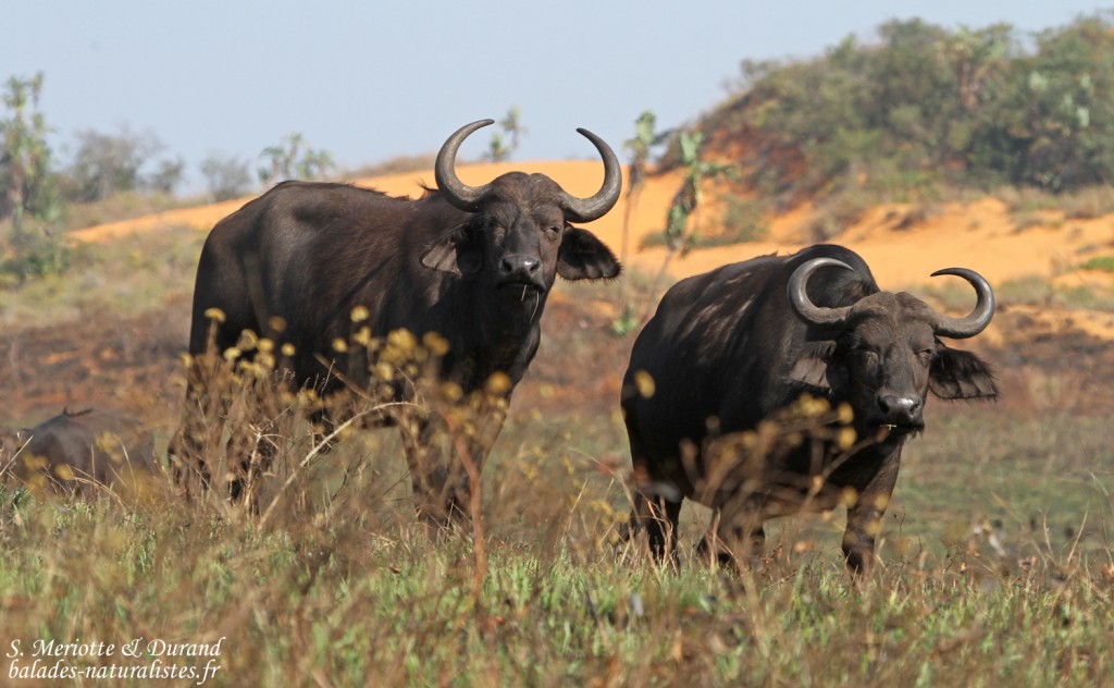 Buffle (Sainte-Lucie)