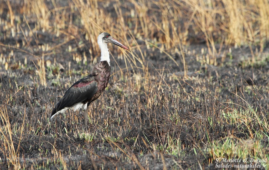 Cigogne épiscopale (Sainte-Lucie)