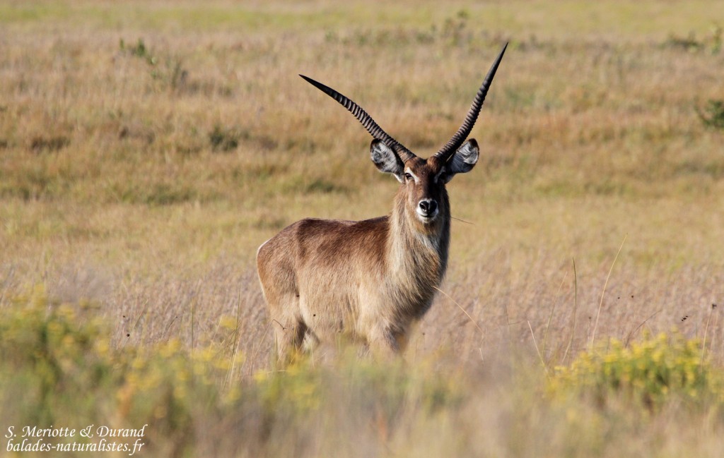 Cobe à croissant (Sainte-Lucie)
