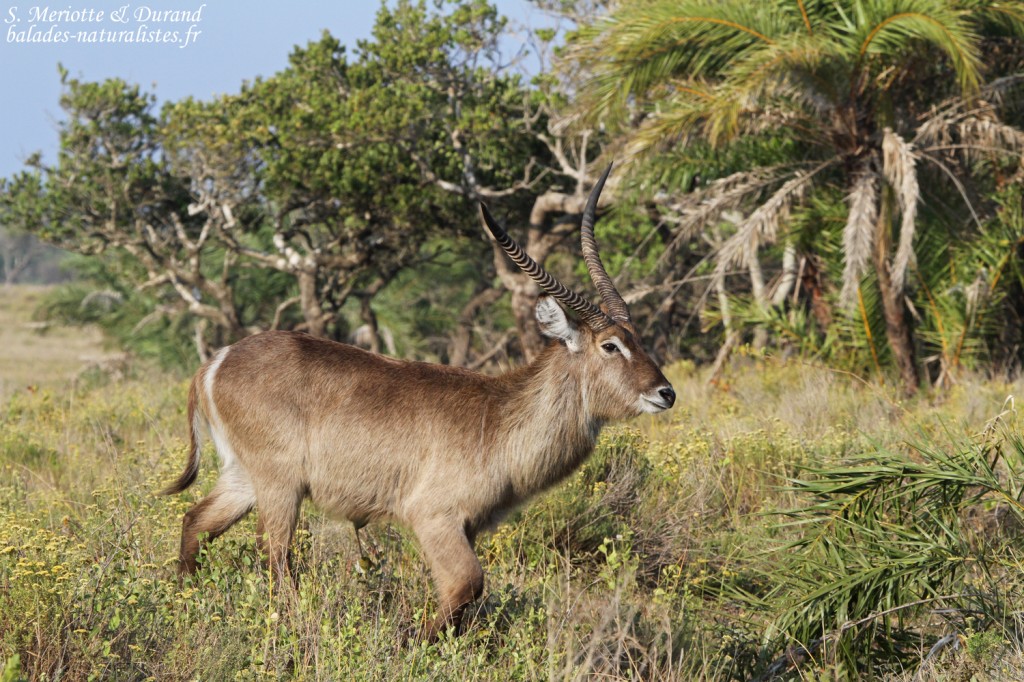 Cobe à croissant (Sainte-Lucie)