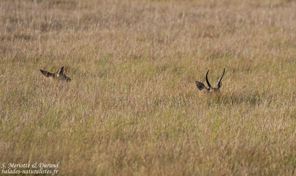 Cobe des roseaux (Sainte-Lucie)