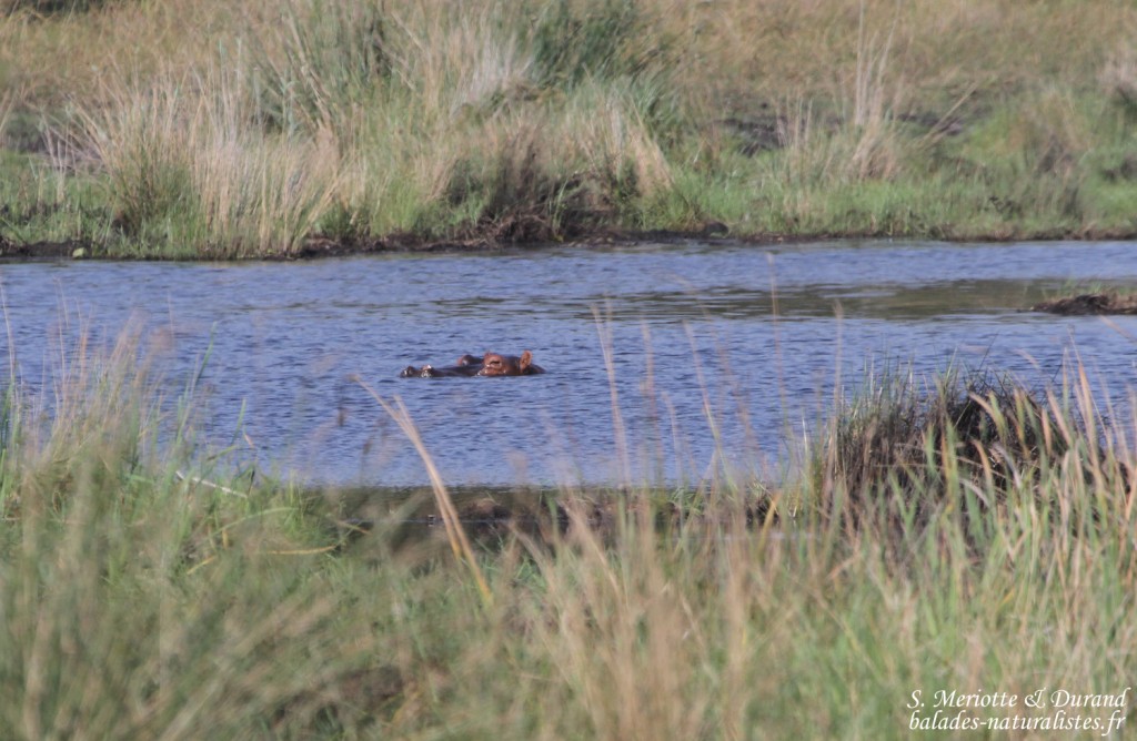 Hippopotame (Sainte-Lucie)