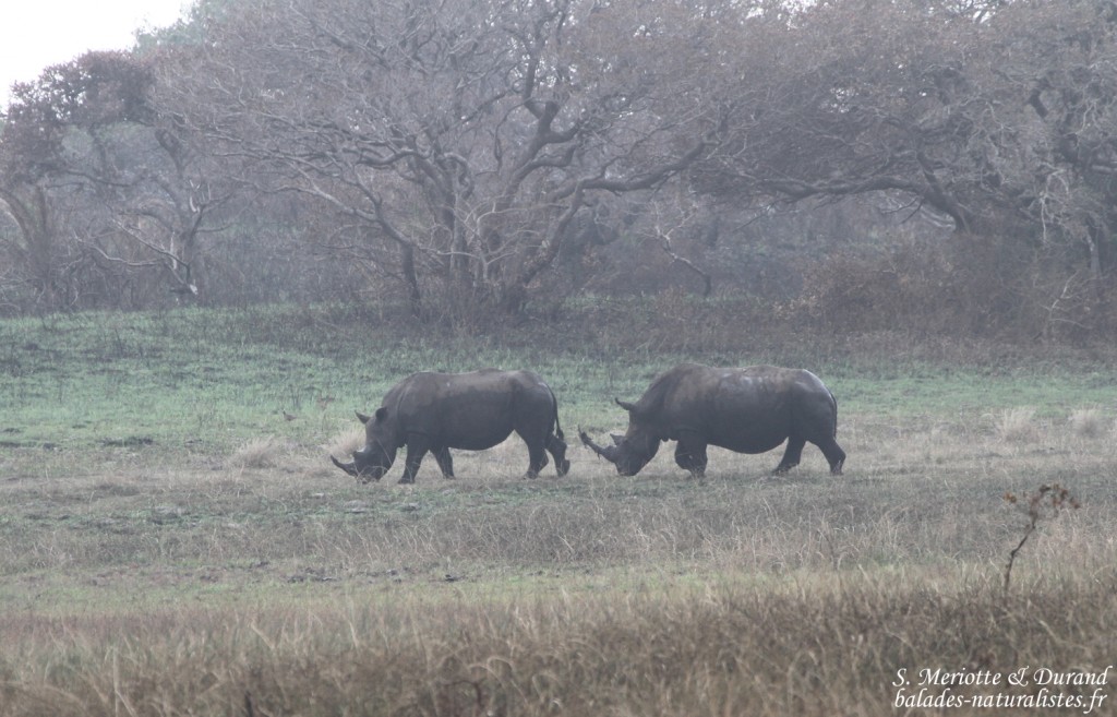 Rhinocéros blanc (Sainte-Lucie)