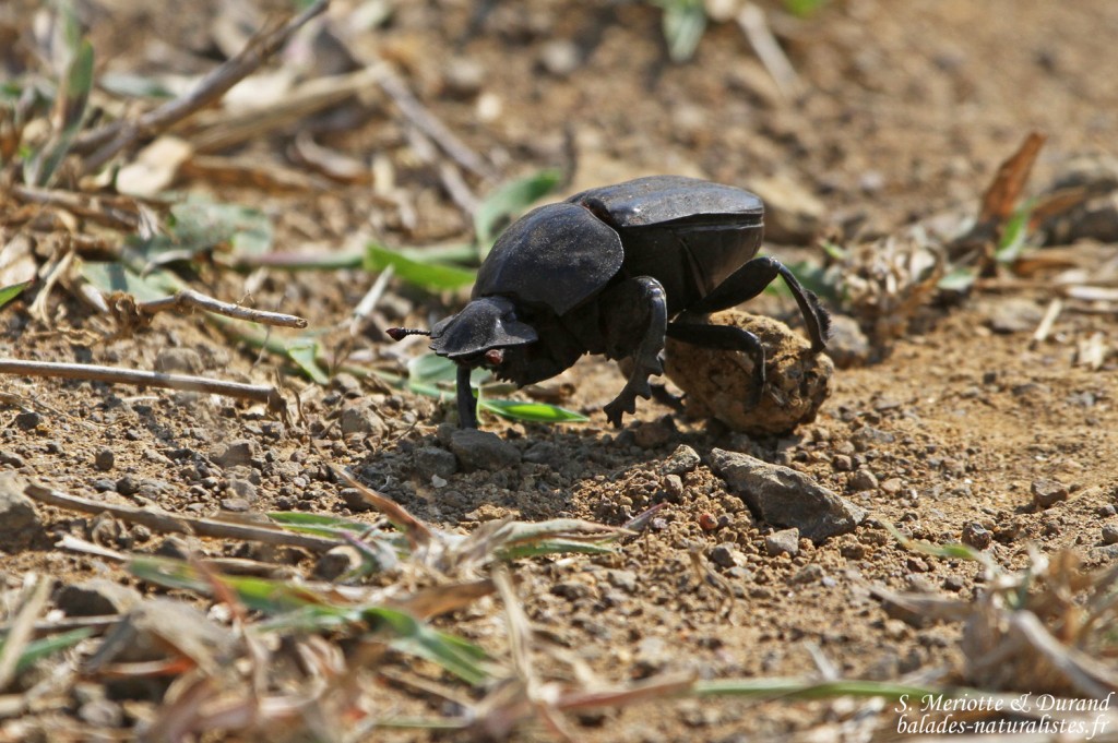 Scarabée (Sainte-Lucie)