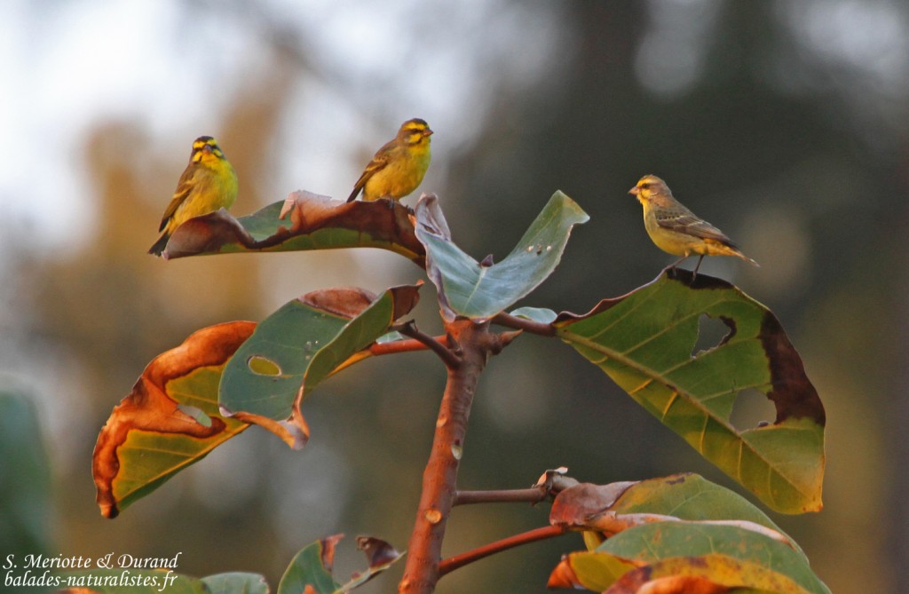Serin du Mozambique - Yellow-fronted canary (Sainte-Lucie)