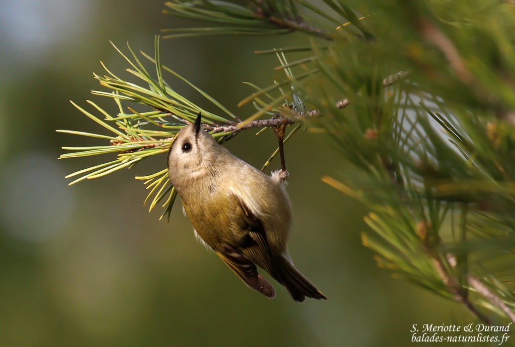 Sainte-Victoire, Roitelet huppé