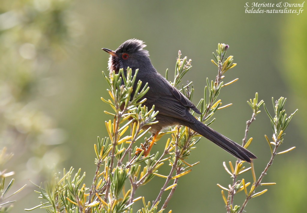Fauvette pitchou, Sainte-Victoire