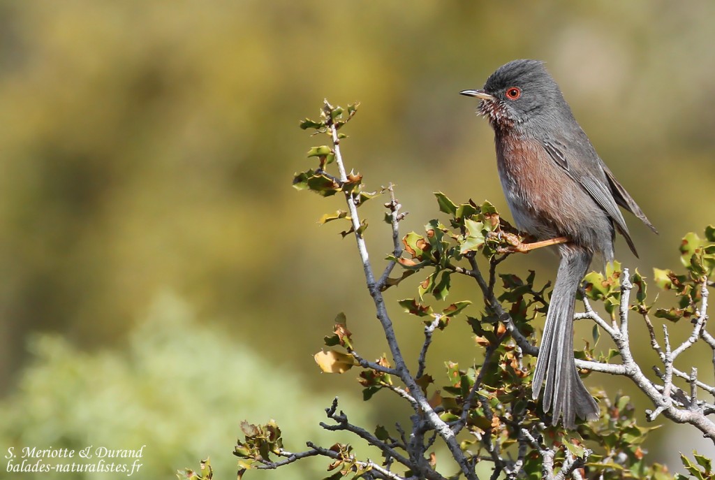 Fauvette pitchou, Sainte-Victoire