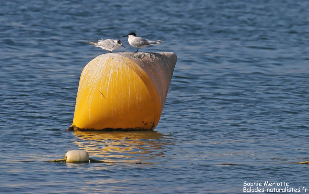 Sternes caugeks dans le port du Lavandou