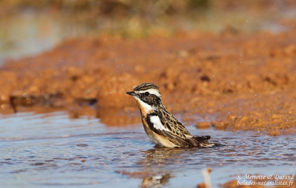 Tarier des prés (El Planeron, Espagne)