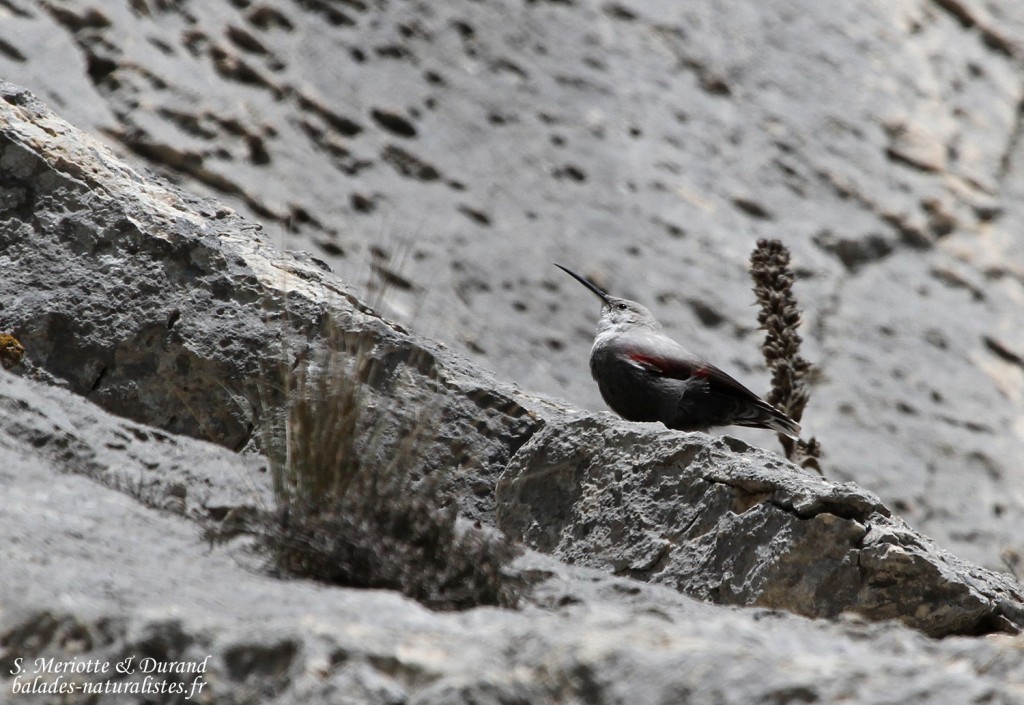 Tichodrome échelette (Sainte-Victoire, 13)