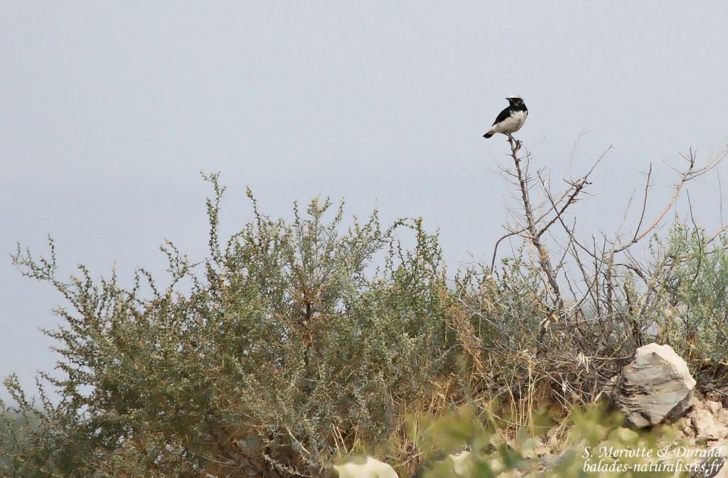 Traquet de Finsch (Arménie)