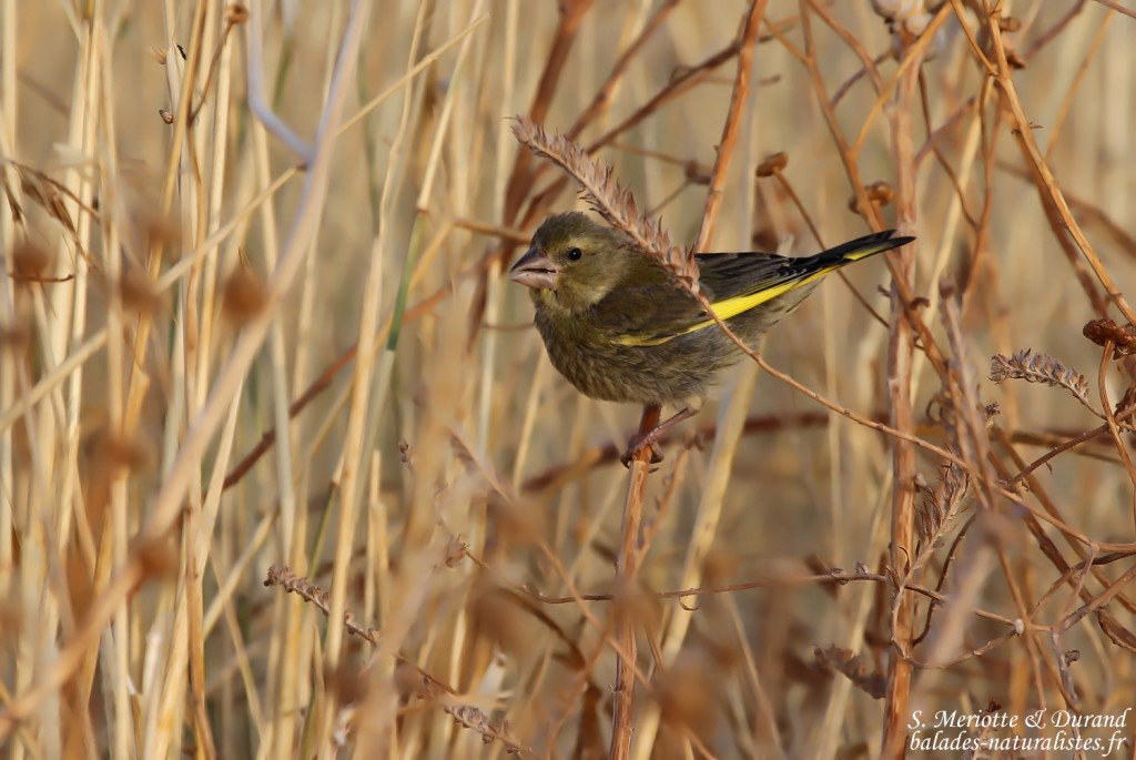 Verdier d'Europe (Espagne)