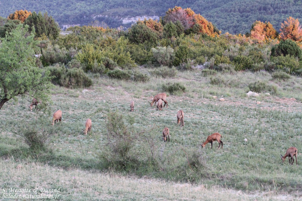 Chamois, Col d'Ayen (Gorges du Verdon)