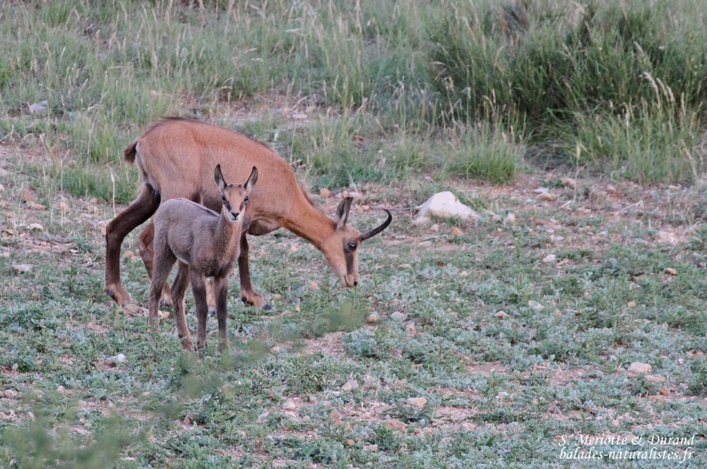 Chamois, Col d'Ayen (Gorges du Verdon)