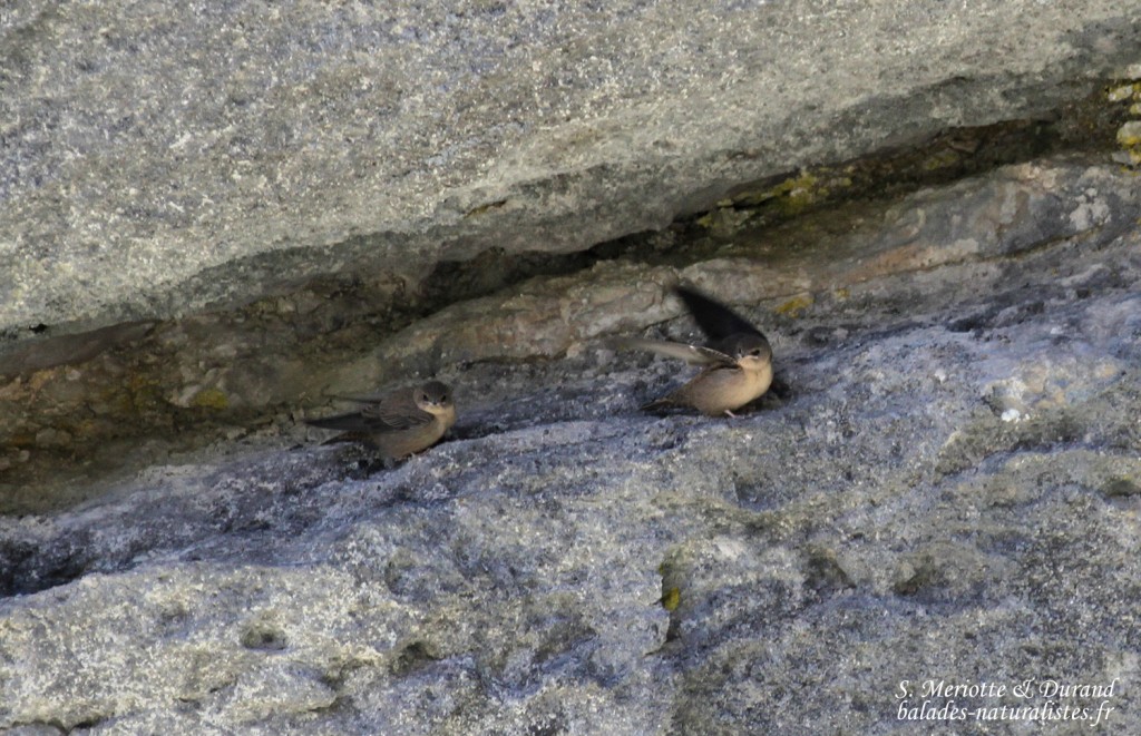 Hirondelle de rocher, Gorges du Verdon