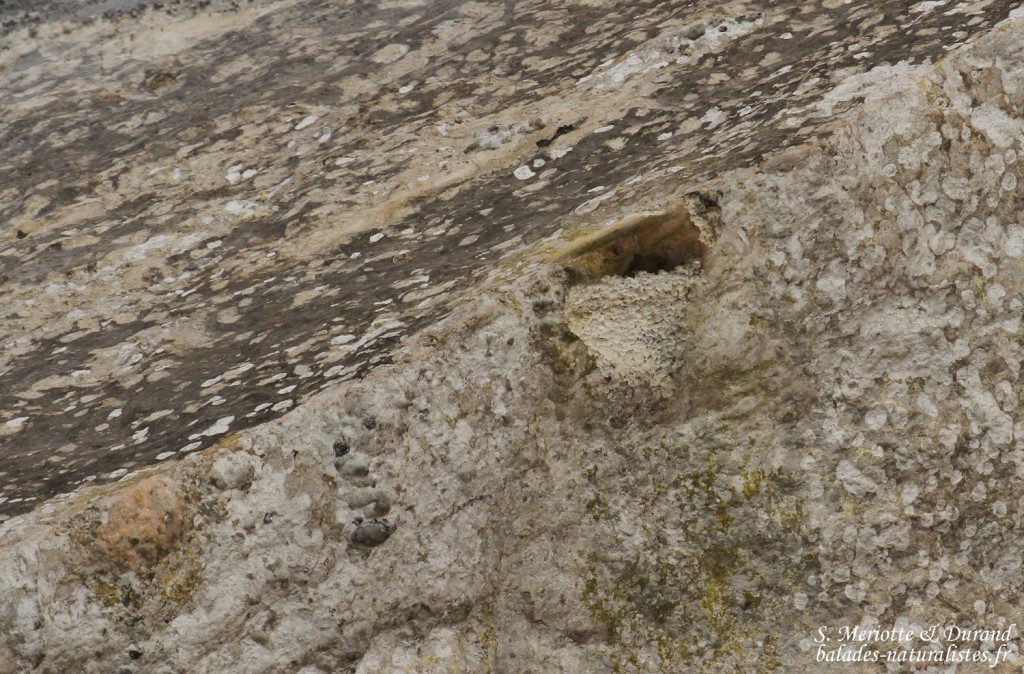 Nid d'Hirondelle de rocher, Gorges du Verdon