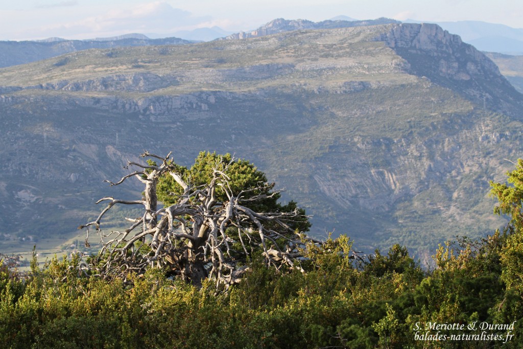 Route des crêtes (Gorges du Verdon)
