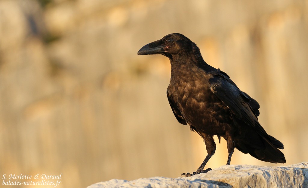 Grand Corbeau, Route des crêtes (Gorges du Verdon)