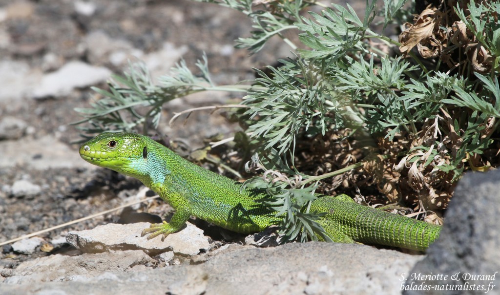 Lacerta media - Amberd, Arménie
