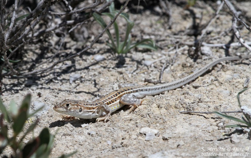 Acanthodactyle d'Europe, La Lomaza - Espagne